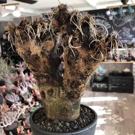 xerophyta  trichophylla《S size》※現地球発根済株※驚愕強靭株※限りなくweightはlow‼︎品種としこれでもかわいい小振りサイズ‼︎※mad black pot植え