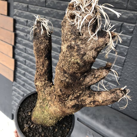 xerophyta trichophylla《S size》※現地球発根後店主国内管理2年株※驚愕強靭株※大きめwild出立ちな一株※mad black pot植え