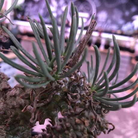 tylecodon  wallichii 和名＝奇峰錦《M size》※この丈で希少性高き激しい枝ぶりwild株‼︎　店主管理4年株　※ mad black pot植え