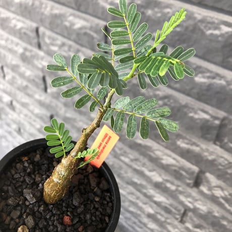 senna  meridionalis《 大きめS size》littmon seed🌱※株元も太く育ち更なる成長が楽しみな良樹形センナ※mad black pot植え