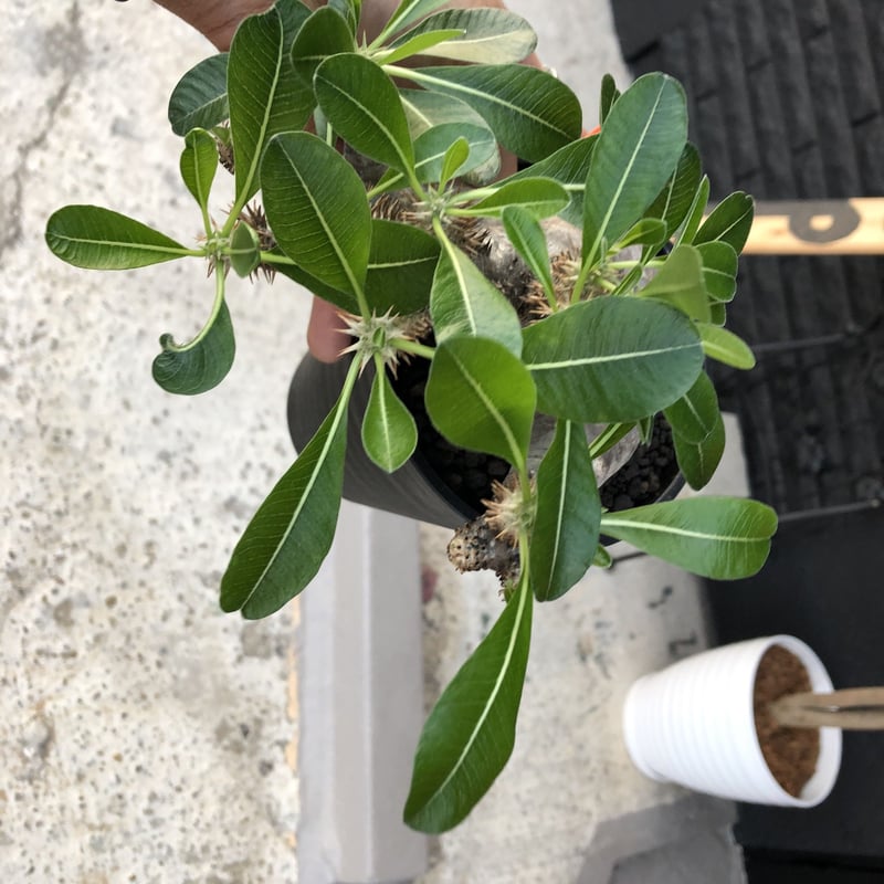 packypodium enigmaticum《M size》発根済み株‼︎ | pla