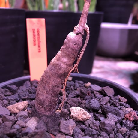opercullicarya   packypus  littmon  seed🌱 《4年半株》枝振り装い良き1株‼︎※mad black  bowl  pot植え！リクエスト追加補填 1株