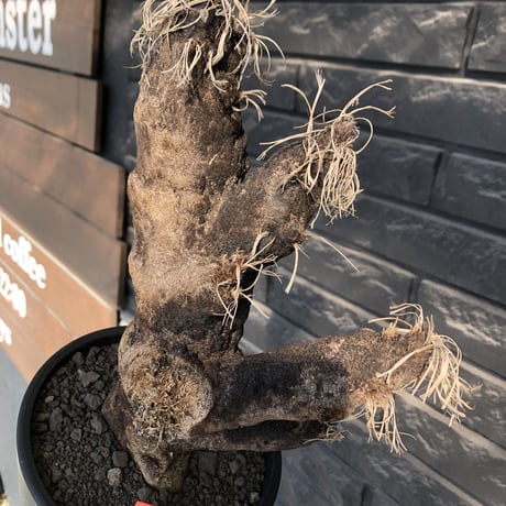 xerophyta trichophylla《S size》※現地球発根後店主国内管理2年株※驚愕強靭株※エグれの傷跡を持つwild且つかわいい小振りサイズ※mad black pot植え