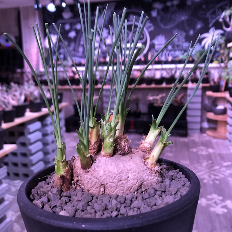 calibanus hookeri《大きめM size》※現地球発根済※大変良き肌質&株元ba