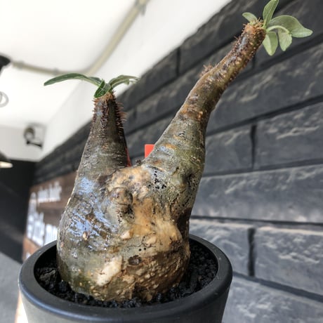pachypodium gracilius《小さめM size》現地焼け肌※現地球発根後店主国内管理3年株※岩肌に当たり育ったエグれ傷を持つwildな出立ちが堪らない※mad black pot植え