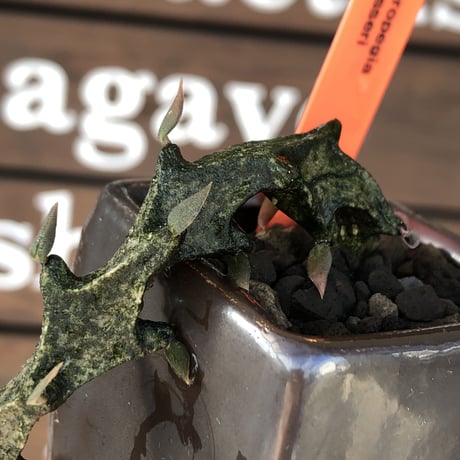 ceropegia bosseri《 M size》※現地球発根後店主国内管理1年株※暗黒のmad感ある黒肌が他に類を見ないカッコいい装い※陶器鉢植え