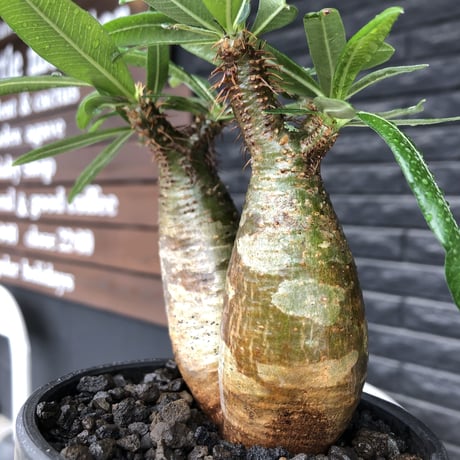 pachypodium gracilius《大きめS size》希少一部green肌&W-he'd株※現地球発根後店主国内管理2年株※霜降り迷彩柄の良樹形株※mad black bowl pot植え
