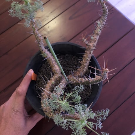 sarcocaulon  herrei《 L L size》