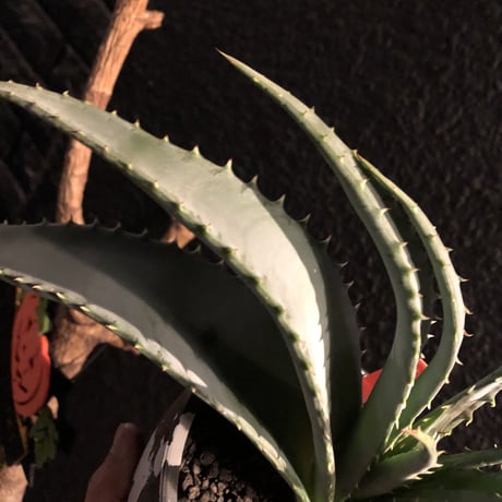 aloe   argyrostachys《L size》現地球発根済み‼︎ マダガスカルの希少種‼︎　※mad black  marble bowl pot植え