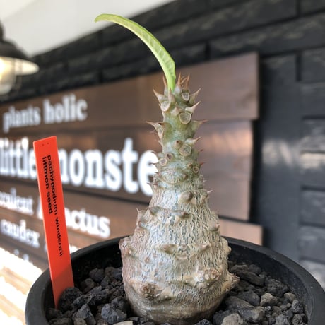 pachypodium windsorii《M size》※選抜littmon seed🌱※weight低き極ぼってり株元な良樹形※mad black pot植え