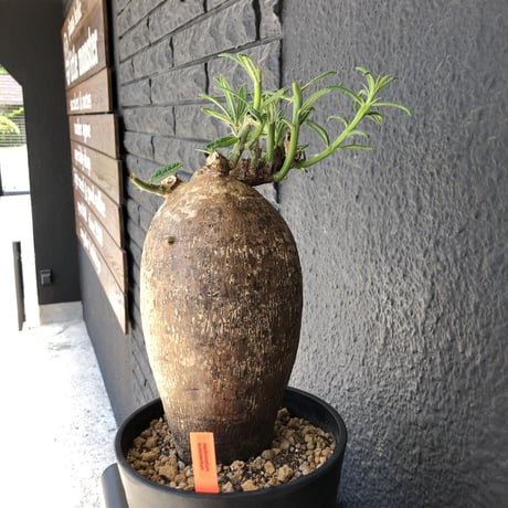 packypodium  succulentum《L L size》希少size‼︎大株！！