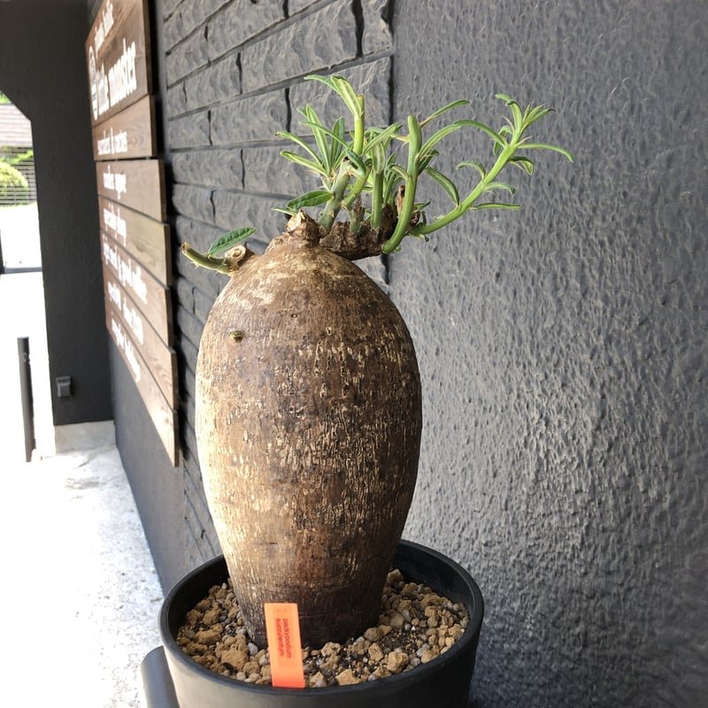 パキポディウム サキュレンタム グリクエンセ　大株美株　高さ53cm 抜き苗 パキポディウム・サキュレンタム (実生株) | BRIDGE GARDEN