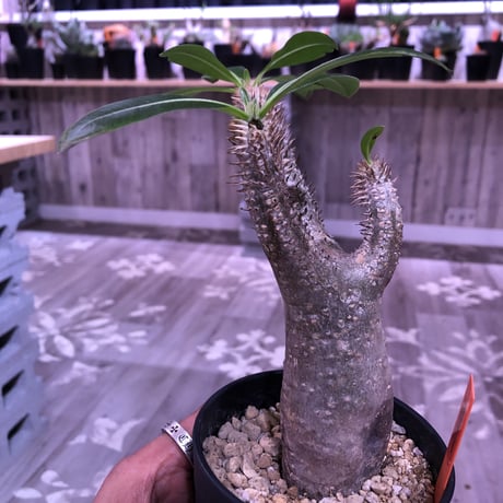 packypodium    makayense《M size》発根済み株  simpleな魔界