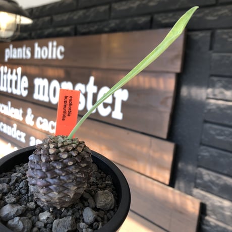 euphorbia bupleurifolia《大きめM size 》※まん丸球体株※現地球発根後店主国内管理5年株※ボコボコ肌にまん丸球体感が堪らない一株※mad black pot植え