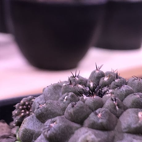 copiapoa   hypogaea《大きめS size》子吹き株※現地球カキ仔自根株※店主国内管理3年株※黒肌に優しい黒棘なwildヒポガエア※mad black  bowl pot植え※No.②