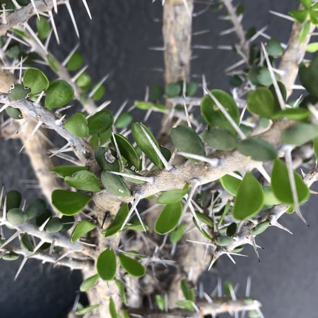 alluaudia    comosa《XL size》