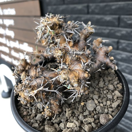 othonna  euphorbioides《L size》※現地球発根後店主国内管理4年株※weight低く低重心且つ枝振りも良き良樹形※mad black pot植え