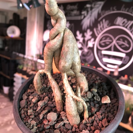opercullicarya   decaryi  littmon  seed🌱  《4年株》※成長早く例年変化を感じながら育てられる上、幹幅も太く育った良株※mad  black  pot植え