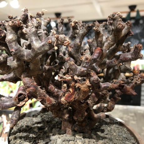 pelargonium  mirabile《XL size》※現地球大株発根済※主幹太く幹上がりで厳つく何より枝振りの密度も最高な一株※brown marble bowl pot植え