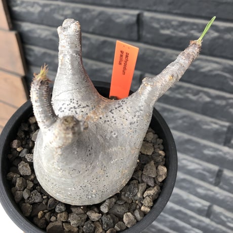 pachypodium  gracilius《M size》極美肌&短枝ぼってり樹形※現地球発根後店主国内管理3年株※美肌でとびきりぼってりな良樹形グラキ※mad black pot植え
