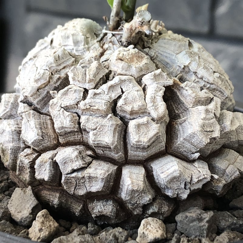 dioscorea elephantipes アフリカ亀甲竜《M size》※現地球発根後