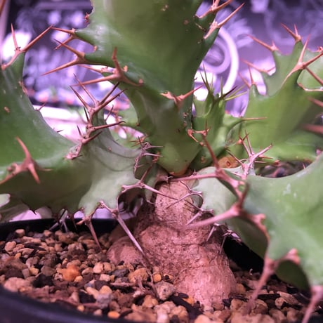 euphorbia    tortirama《L size》