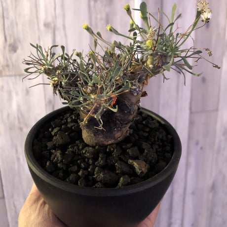 othonna   euphorbioides《M size》black肌‼︎ ※weightが下にあることで、将来性高き一株‼︎  ※mad black bowl pot植え