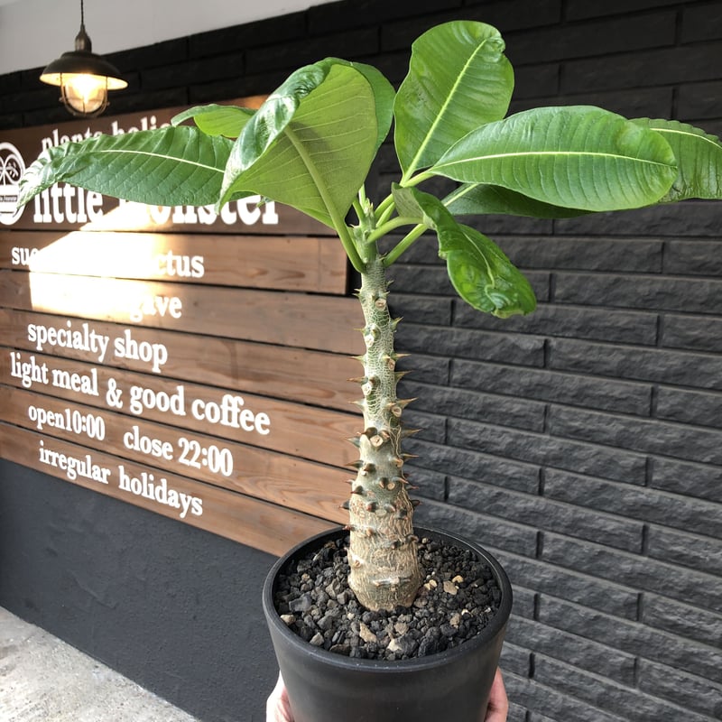 packypodium baronii 《大きめM size》店主国内管理4年株※現地球発