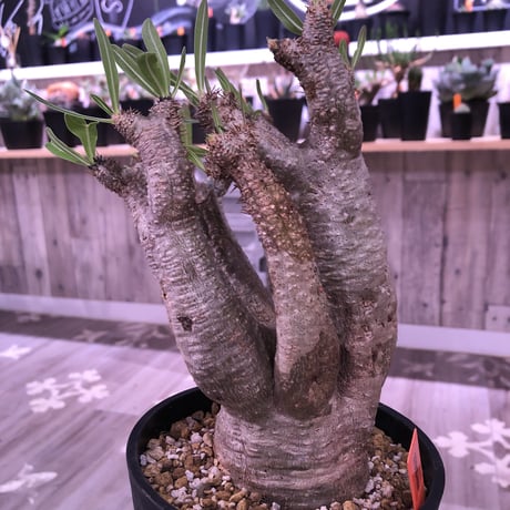 packypodium    inopinatum 《L size》発根済み株‼︎躍動感が半端ないイノピ