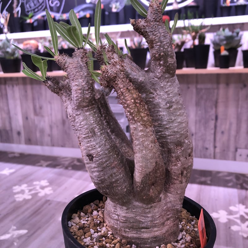 発根済株】パキポディウムイノピナツム大きめサイズ