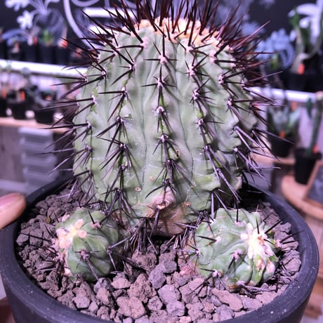copiapoa   cinerea  var.columna-alba《M size》 発根済み株  ※国内8年株  bowl  marble  pot植え