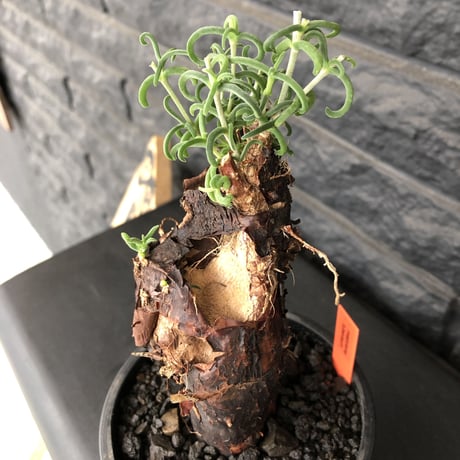 mestoklema   tuberosum《M  size》※冬季も成長開花する潅木‼︎丈短ででっぷり株ながら幹内にエグれも有り、大変wildな男前なblack肌‼︎※mad black pot植え