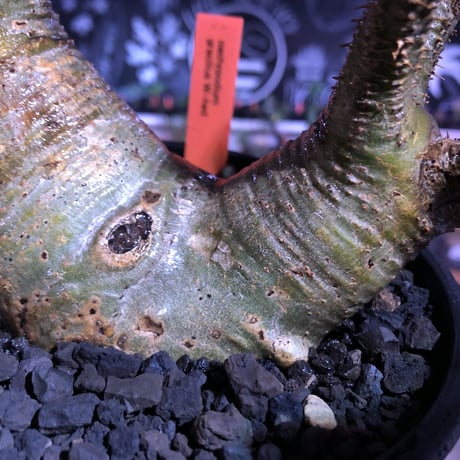 packypodium gracilius《大きめM size》W-he'd株※現地球発根済株※店主国内管理3年株※アシンメトリー且つ肌質＆colorも美しい一株※mad black pot植え