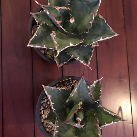 agave    titanota《M  size》