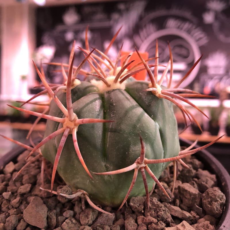 echinocactus 太平丸 var.強刺nicolii《大きめM size》※現地実生