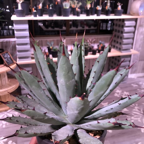 agave     macroacantha 《L size》mad black pot植え　※Instagram投稿株‼︎