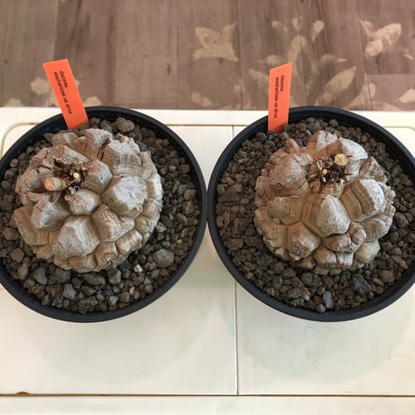 dioscorea elephantipes アフリカ亀甲竜《大きめM size》※今後輸入が厳しい南アフリカ物‼︎現地球らしい切れ目強き立体樹形の大きなwild亀さん※浅鉢植え※冬型種※限定2株