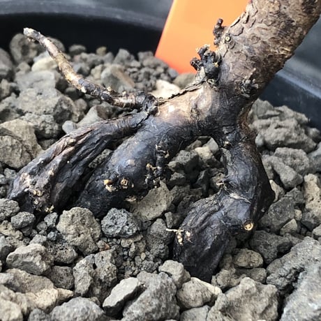 sarcocaulon  vanderietiae《M size》※現地球発根後店主国内管理3年株※希少春秋型種‼︎コンパクトで幹上がり仕立ての一株※mad black pot植え