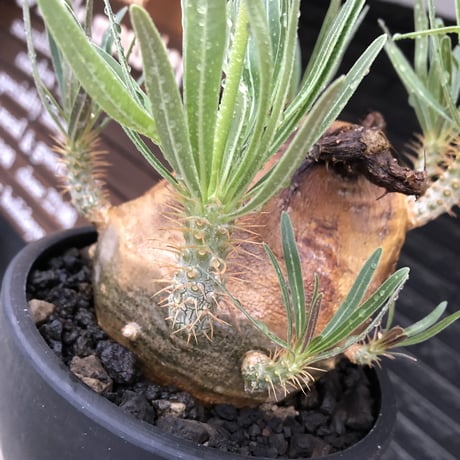 pachypodium gracilius《L size》※現地球株発根済（店主所有株）※360度現地焼け表皮&360度胴吹き枝を持つ唯一無二過ぎる渾身の一株※mad black bowl pot植え