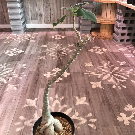 uncarina   roeoesliana  《L size》