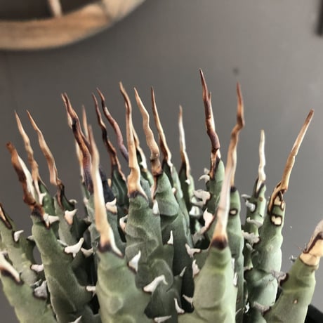 agave     utaensis   eborispina《陽炎type-M size》