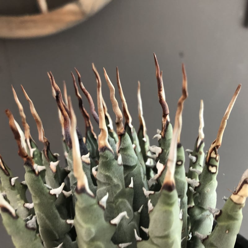 agave utaensis eborispina《陽炎type-M size》