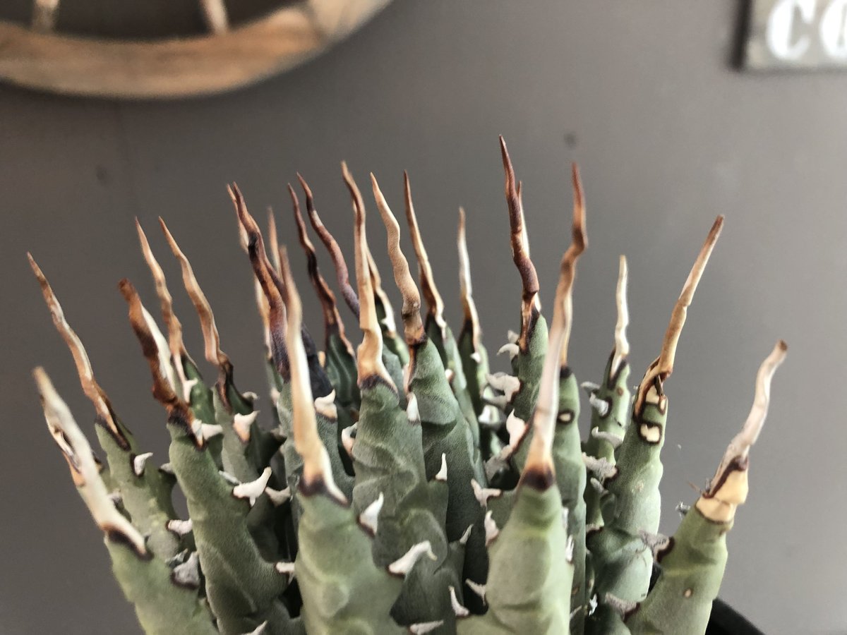 agave utaensis eborispina《陽炎type-M size》