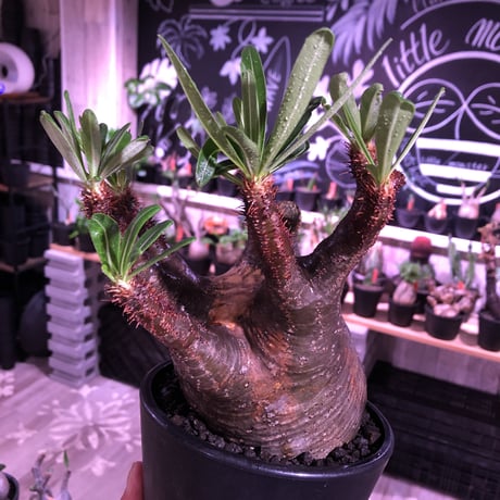 packypodium  gracilius《L  size》※現地球発根済株※店主国内管理3年株※現地焼けの自己主張強きぼってりwildグラキ‼︎※mad black pot植え