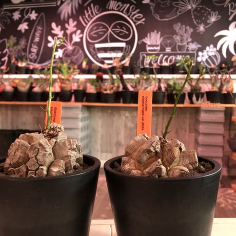 dioscorea elephantipes アフリカ亀甲竜《M size》※今後輸入が厳しい南アフリカ物‼︎現地球らしい彫深き立体樹形で良きサイズ※mad black pot植え※冬型種※限定2株