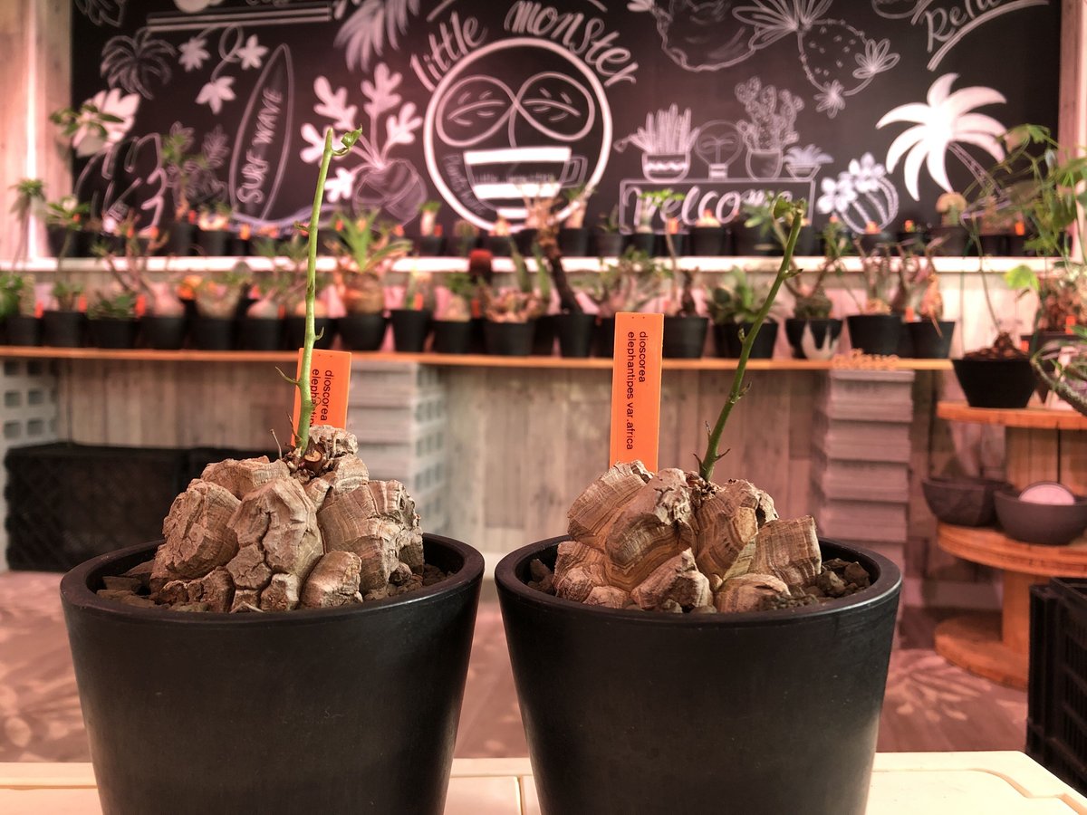 dioscorea elephantipes アフリカ亀甲竜《M size》※今後輸入が厳しい