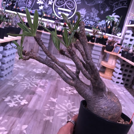 packypodium  gracilius《M size》※現地球株  発根済み株‼︎  丸めor良型株（限定12株）