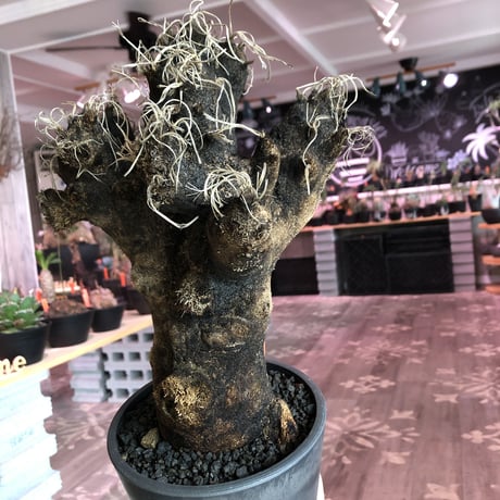 xerophyta  trichophylla《L L size》※現地球発根済株※驚愕強靭株※極太株幅bigキセロ‼︎より激しく黒焦げなwild過ぎる良樹形※mad black pot植え