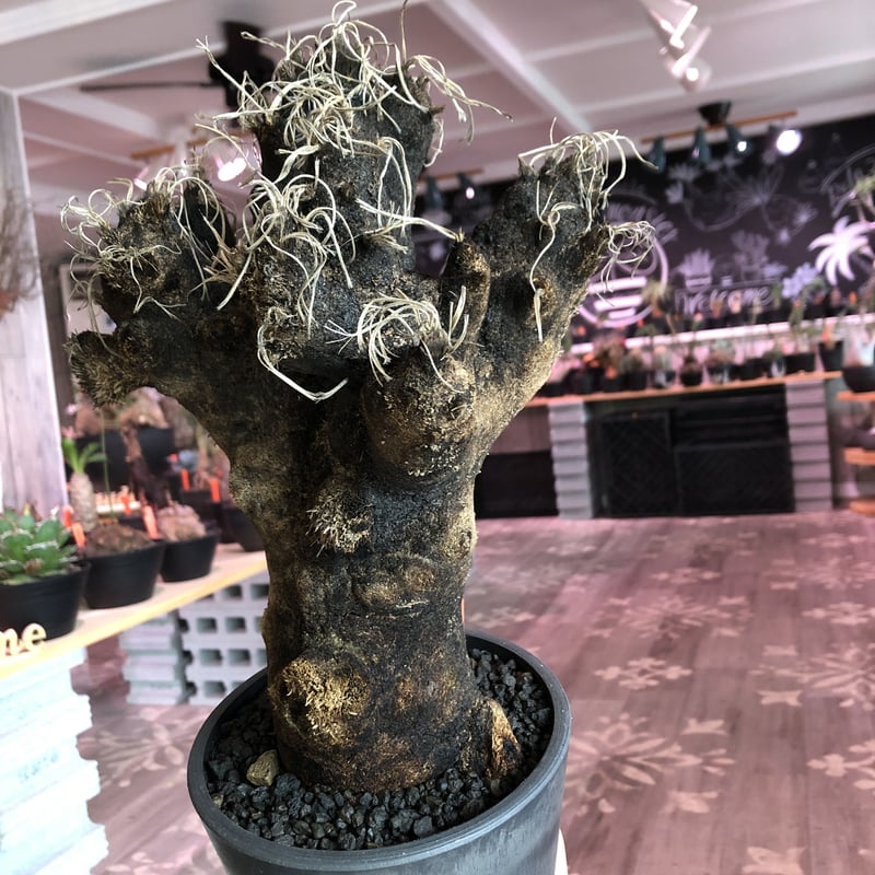 キセロフィタ　トリコフィラ　現地株　発根済み 楽天市場】【発根済】 キセロフィタ（トリコフィラ） 苗木 1株