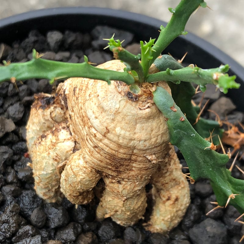 ユーフォルビア ミクラカンサ 怒竜頭 実生 ユーフォルビア